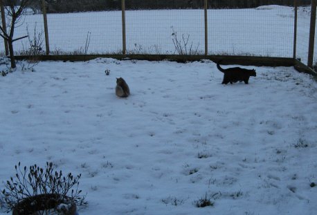 Lante og Mowgli i sneen